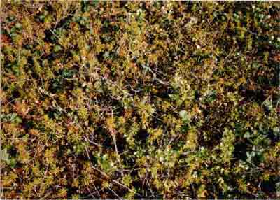 Close-up vegetation photo