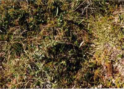 Close-up vegetation photo