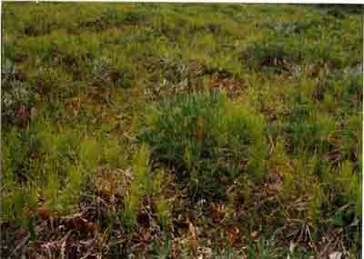 Close-up vegetation photo