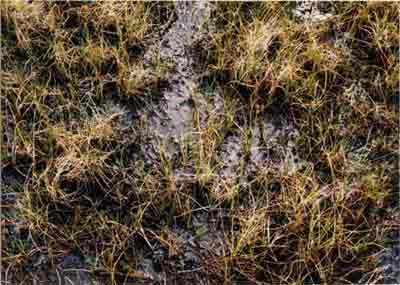 Close-up vegetation photo