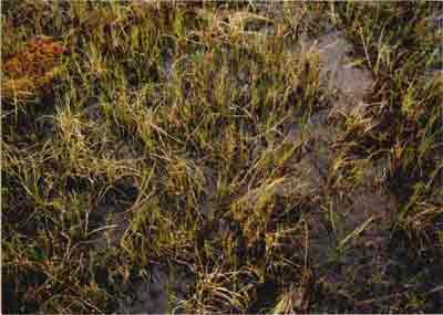 Close-up vegetation photo