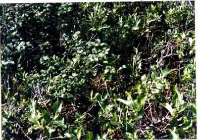 Close-up vegetation photo