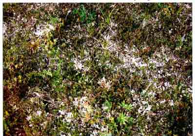 Close-up vegetation photo