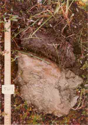 soils photo sw-11a