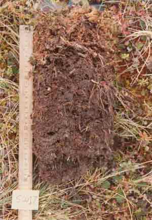 soils photo sw-17a
