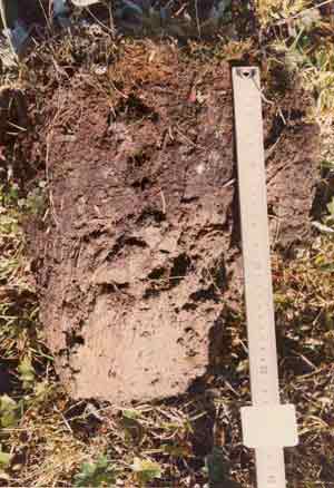 soils photo sw-31a
