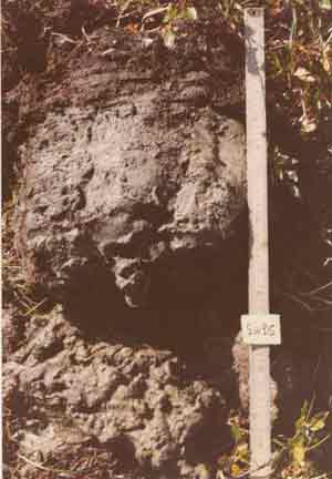 soils photo sw-36a