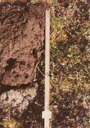 soils photo sw-37a