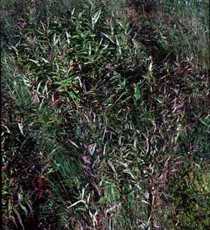 vegetation photo