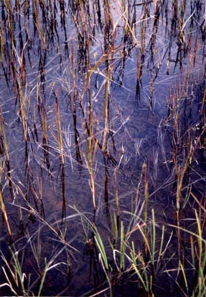 vegetation photo