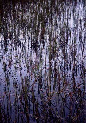 vegetation photo