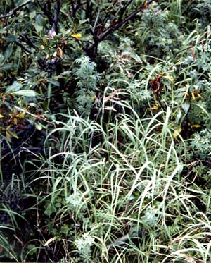 vegetation photo